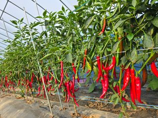 비타민님의 고추 · 영농일지 작성글 사진