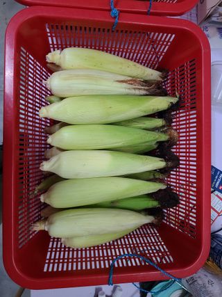 김지연님의 토마토 · 영농일지 작성글 사진