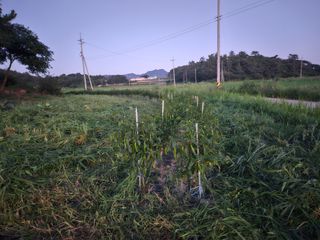 보리수치유농장님의 기타작물 · 영농일지 작성글 사진