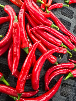 비타민님의 고추 · 영농일지 작성글 사진