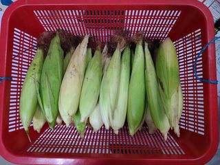 김지연님의 토마토 · 영농일지 작성글 사진