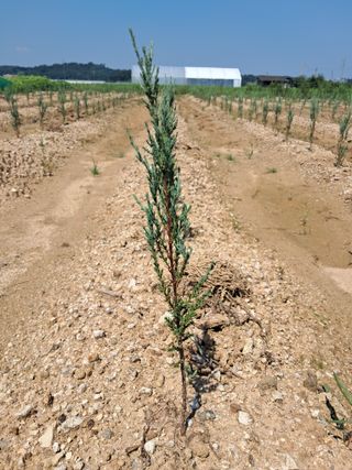 평택미꾸리님의 기타작물 · 영농일지 작성글 사진