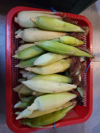 김지연님의 토마토 · 영농일지 작성글 사진