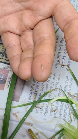 김지연님의 파 · 영농일지 작성글 사진