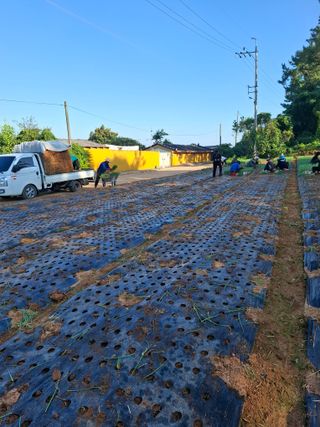 결단이님의 파 · 영농일지 작성글 사진