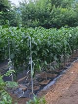 팜모닝 고추·영농일지 게시글 이미지