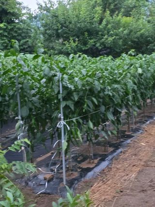 꿀벌지기님의 고추 · 영농일지 작성글 사진