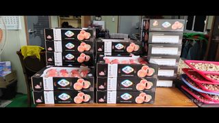 비지땀님의 복숭아 · 영농일지 작성글 사진