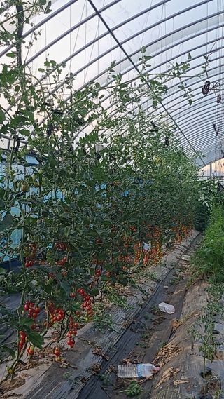 김지연님의 토마토 · 영농일지 작성글 사진