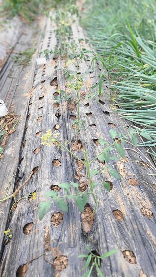 김지연님의 토마토 · 영농일지 작성글 사진