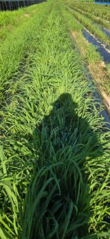 팜모닝 기타작물·영농일지 게시글 이미지