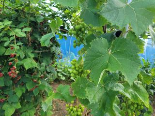 아리랑님의 포도 · 영농일지 작성글 사진