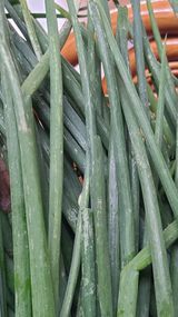 팜모닝 파·영농일지 게시글 이미지