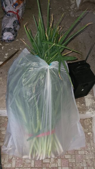 김지연님의 파 · 영농일지 작성글 사진