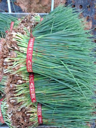 결단이님의 파 · 영농일지 작성글 사진