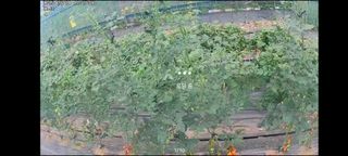 김지연님의 기타작물 · 영농일지 작성글 사진