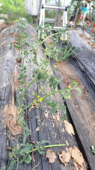 김지연님의 토마토 · 영농일지 작성글 사진