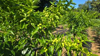 이병희님의 기타작물 · 영농일지 작성글 사진