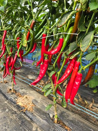 비타민님의 고추 · 영농일지 작성글 사진