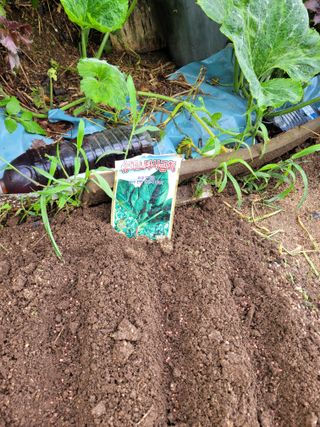 김영규님의 배추 · 영농일지 작성글 사진