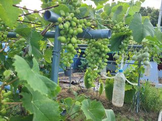 아리랑님의 포도 · 영농일지 작성글 사진