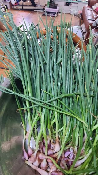 김지연님의 파 · 영농일지 작성글 사진