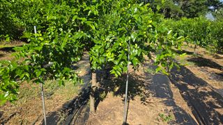 이병희님의 기타작물 · 영농일지 작성글 사진