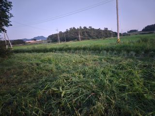 보리수치유농장님의 기타작물 · 영농일지 작성글 사진