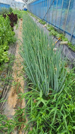 김지연님의 파 · 영농일지 작성글 사진