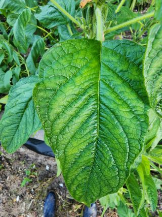 오재훈님의 참깨 · 영농일지 작성글 사진