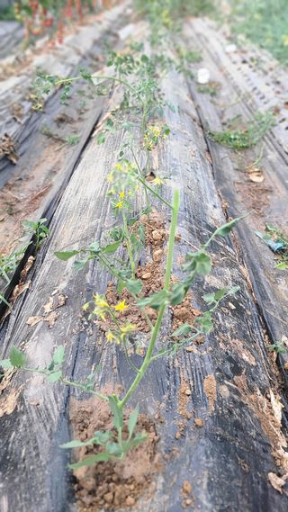 김지연님의 토마토 · 영농일지 작성글 사진