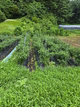 팜모닝 기타작물·영농일지 게시글 이미지