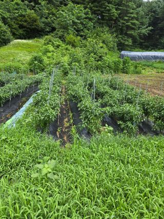 임대운님의 기타작물 · 영농일지 작성글 사진