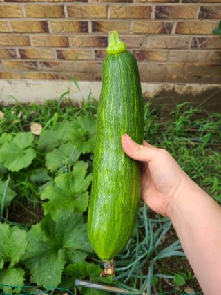 김지연님의 토마토 · 영농일지 작성글 사진