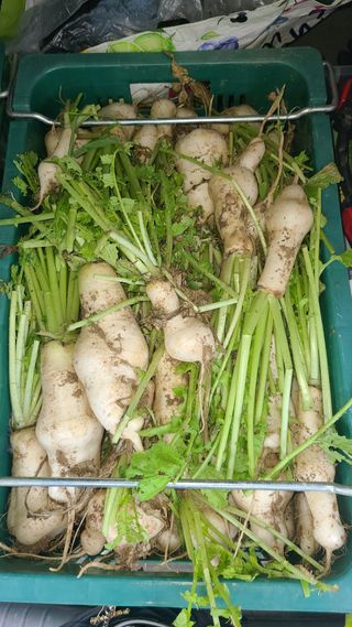 김지연님의 기타작물 · 영농일지 작성글 사진