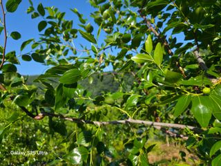 공주유구 구계박만호님의 기타작물 · 영농일지 작성글 사진