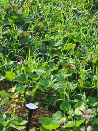 박병한님의 고구마 · 영농일지 작성글 사진