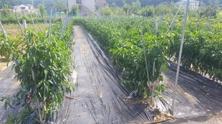 최춘득 청대산 님의 고추 · 영농일지 작성글 사진