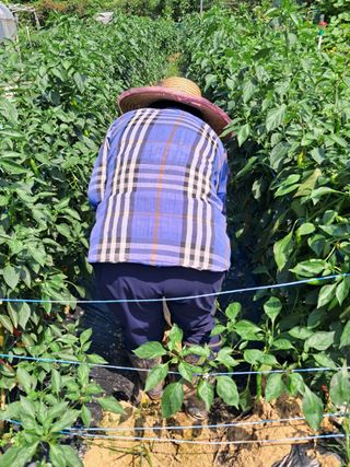 최한기님의 참깨 · 영농일지 작성글 사진