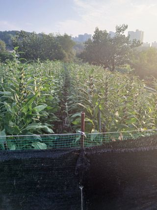 플러스텃밭주인님의 참깨 · 영농일지 작성글 사진