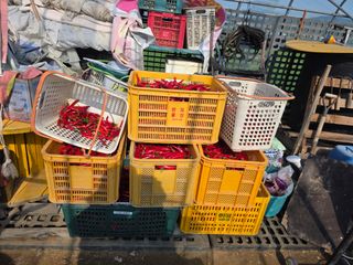 농부(홍)님의 고추 · 영농일지 작성글 사진