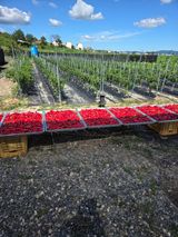 팜모닝 고추·영농일지 게시글 이미지