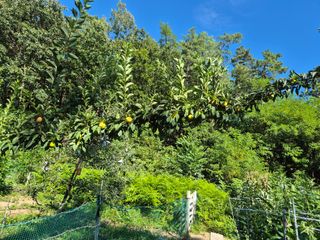 김종열님의 자두 · 영농일지 작성글 사진