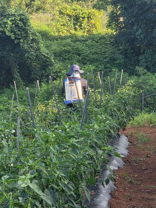 정의영님의 고추 · 영농일지 작성글 사진