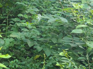 무주설천면 반딧팝님의 기타작물 · 영농일지 작성글 사진