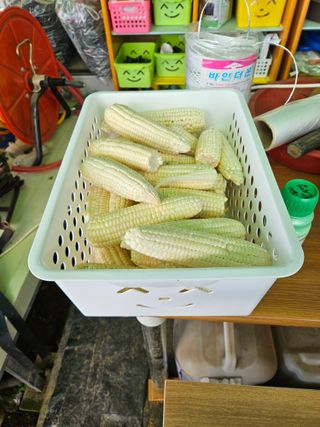 김인수님의 옥수수 · 영농일지 작성글 사진