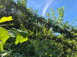 김종열님의 자두 · 영농일지 작성글 사진