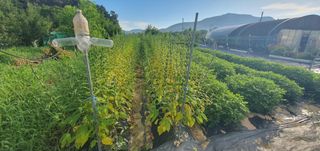 박상중님의 참깨 · 영농일지 작성글 사진