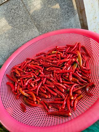 유명숙님의 고추 · 영농일지 작성글 사진