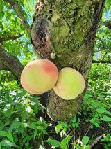 팜모닝 기타작물·영농일지 게시글 이미지